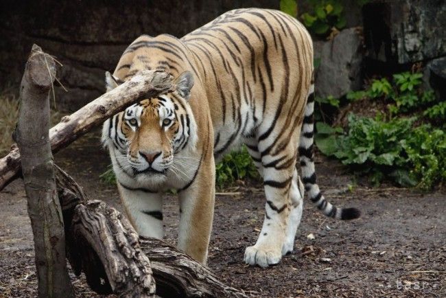 Tiger vo vroclavskej zoo usmrtil svojho ošetrovateľa