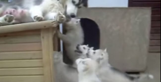 Video: Mama, všímaj si nás!