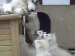 Video: Mama, všímaj si nás!