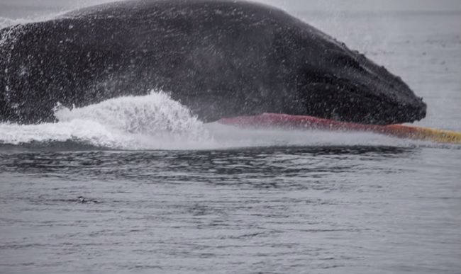 Video: Hrozivé stretnutie s veľrybou
