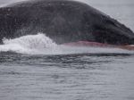 Video: Hrozivé stretnutie s veľrybou