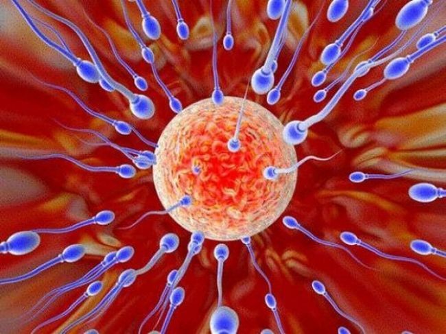 Nastal prelom v liečení neplodnosti, vedci vyvinuli spermie