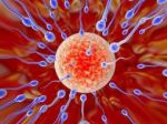 Nastal prelom v liečení neplodnosti, vedci vyvinuli spermie