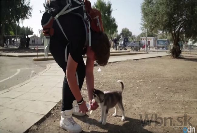 Video: Šteniatko Rose sprevádza utečencov na ceste do Európy