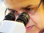 Japonskí vedci úspešne otestovali obličku z kmeňových buniek