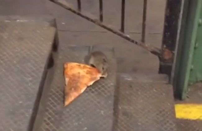 Video: Potkan kradne pizzu