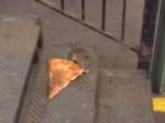 Video: Potkan kradne pizzu
