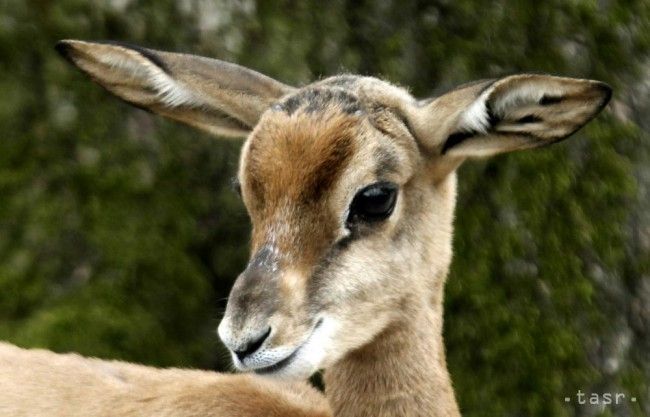 Do Zoo Bojnice priviezli samicu jednej z najmenších antilop na svete