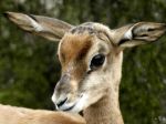 Do Zoo Bojnice priviezli samicu jednej z najmenších antilop na svete