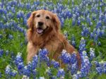 Pes očúral kvety, jeho pán (71) dostal kopanec do zadku