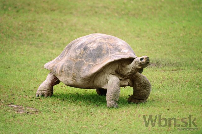 Bojnická zoologická záhrada má vzácne prírastky zvierat