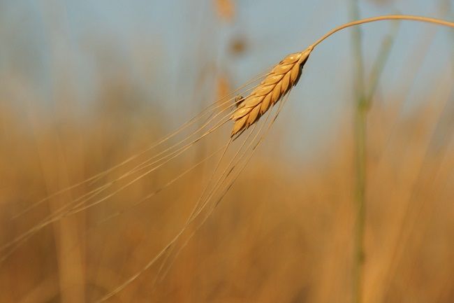 Prírodné alternatívy k pšenici