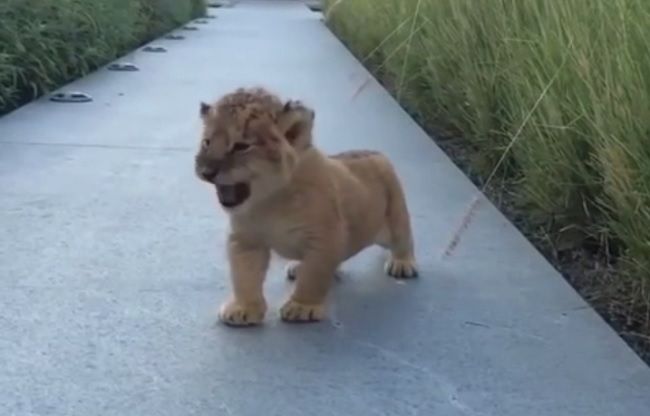 Video: Rev malého levieho kráľa