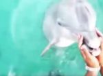 Video: Delfín vrátil žene spadnutý telefón