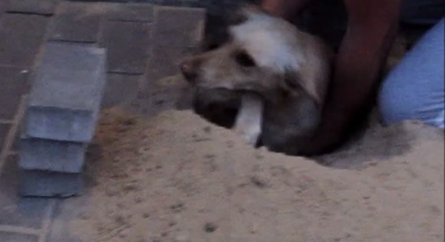Video: Neskutočná záchrana psíka!