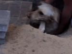 Video: Neskutočná záchrana psíka!
