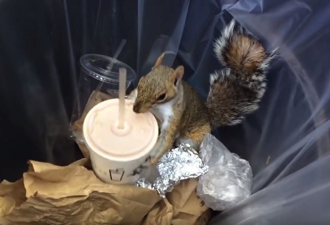 Video: Veverička kradne milkshake