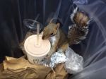 Video: Veverička kradne milkshake