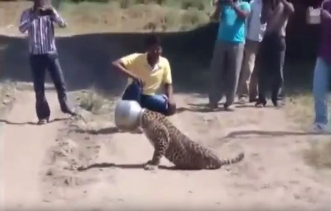 Video: Smädný leopard si zasekol hlavu 