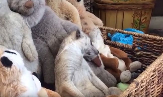 Video: Ospalá surikata
