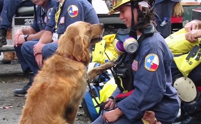 Video: Najlepší deň v živote psa záchranára