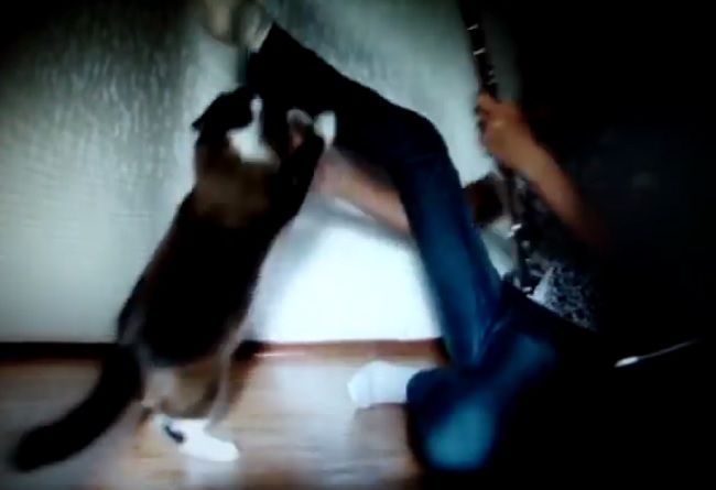 Video: Agresívna mačka neznáša flautu
