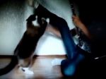 Video: Agresívna mačka neznáša flautu