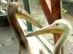 Bojnická zoo má 60. narodeniny, pre návštevníkov pripravila DOD