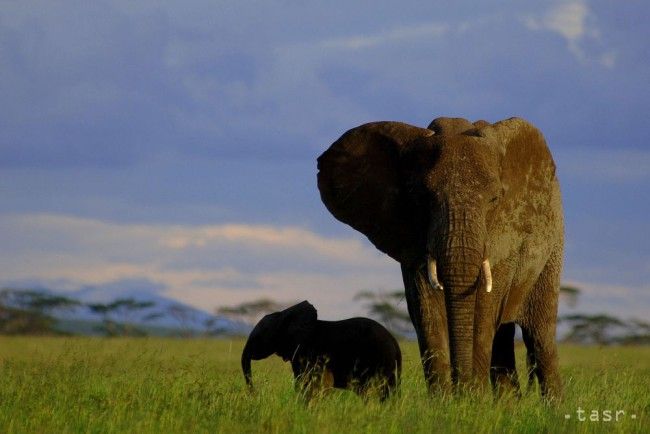 Orlica Anička je už v severnej Afrike, zimovisko má na juhu kontinentu