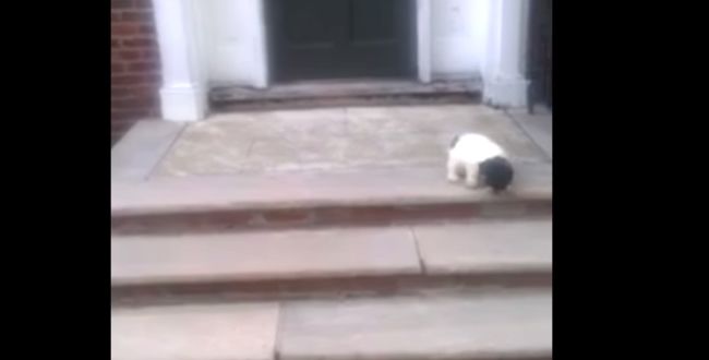 Video: Psík mal strach zo schodov, tak sa vynašiel