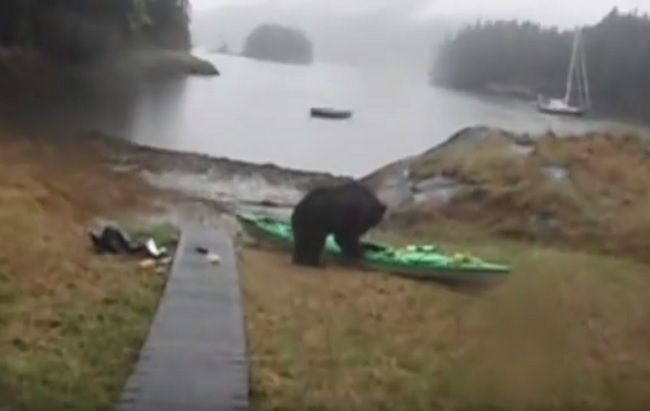 Video: Medveď, prestaň!