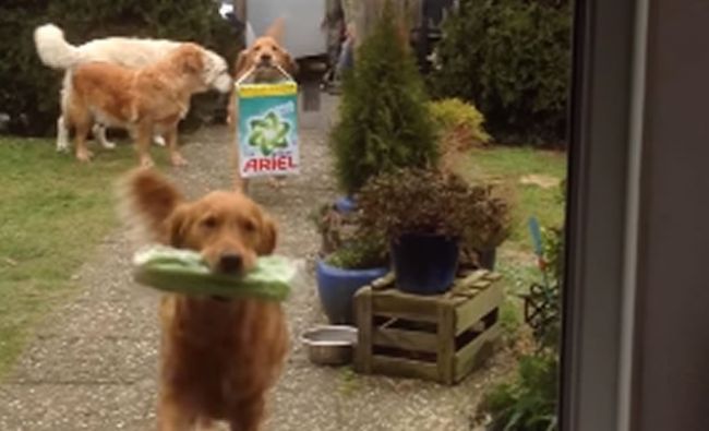 Video:  Šikovní psí pomocníci
