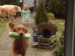 Video:  Šikovní psí pomocníci