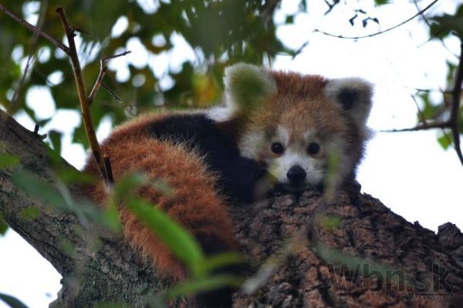 Bratislavská ZOO má prírastok, pribudli dve pandy červené