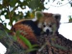 Bratislavská ZOO má prírastok, pribudli dve pandy červené