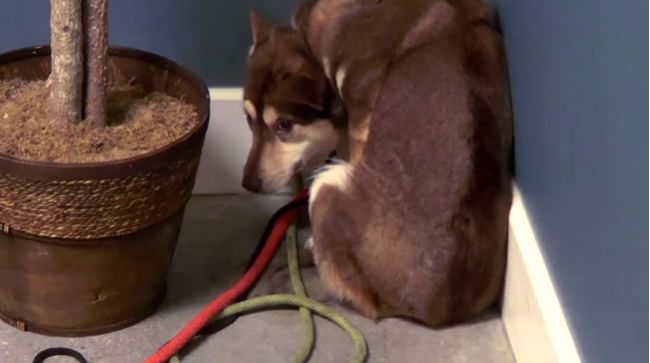 Video: Pre psíkov, ktorí sa boja ľudí, je tu nová nádej