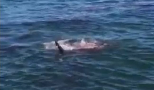 Video: Útok žraloka v blízkosti Alcatrazu