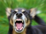 Agresívny pes ohrozoval Bratislavčanov, pohrýzol policajtku
