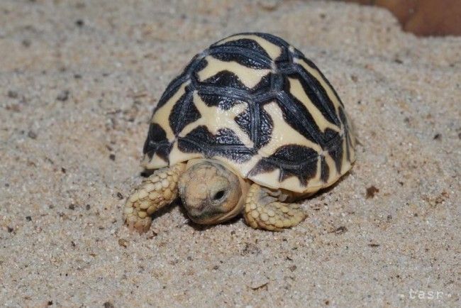 V bojnickej zoo sa narodila korytnačka hviezdicová