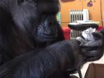 Video: Inteligentná gorila si adoptuje mačiatka