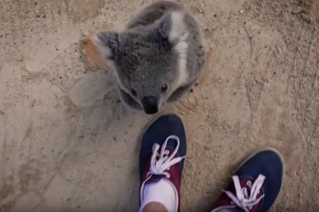 Video: Malá koala potrebuje objať