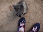 Video: Malá koala potrebuje objať