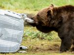 DÁVAJTE SI POZOR: V blízkosti Bojníc sa pohybuje medveď