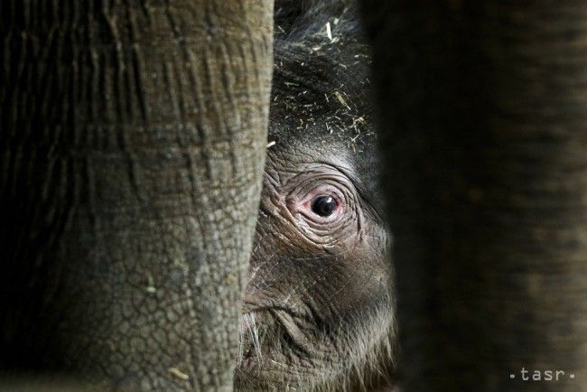 Pytliaci v národnom parku v Zimbabwe otrávili kyanidom vyše 22 slonov