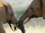Pytliaci v národnom parku otrávili kyanidom desiatky slonov