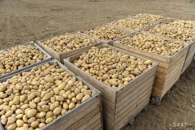 Pri výhodnej kúpe 50 kg zemiakov za 200 eur dôchodcovi ukradli úspory