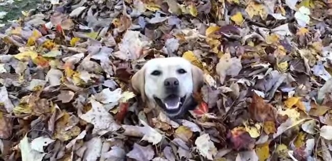 Video: Keď psík miluje jeseň