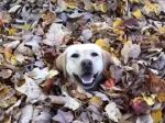 Video: Keď psík miluje jeseň