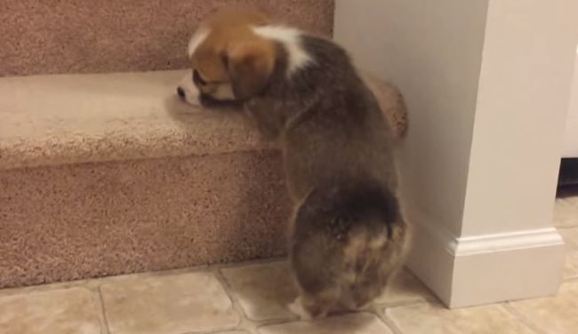 Video: Kto tu dal tie schody?!