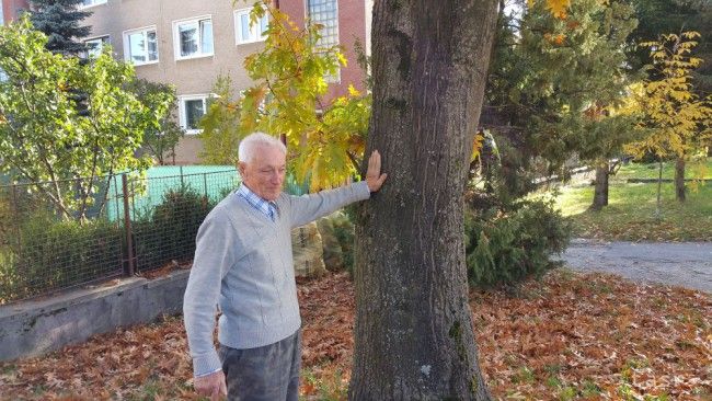 Dôchodca vysadil na kopci nad Jelšavou viac ako 150 stromčekov